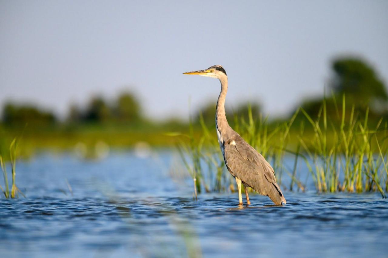 Danube Delta Hostel Homestay & Camping Sulina Esterno foto